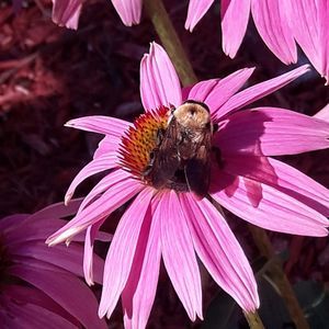 Meet your Posher, Angel